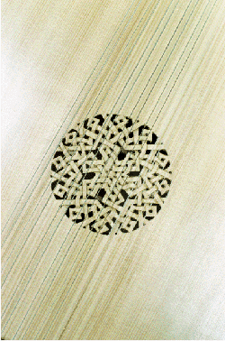 Photograph exhibiting the equisite detail of the Lute